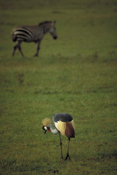 Grulla Coronada1.jpg